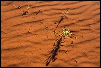 Close up of primerose, animal tracks, sand ripples. Gold Butte National Monument, Nevada, USA ( color)