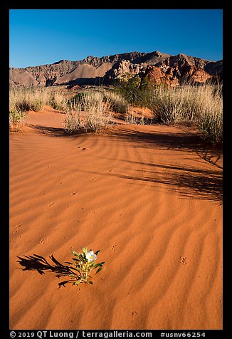 Primerose flower on dune with animal tracks. Gold Butte National Monument, Nevada, USA (color)