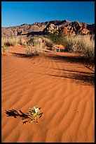Primerose flower on dune with animal tracks. Gold Butte National Monument, Nevada, USA ( color)