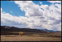 Lone tree and sagebrush desert. Basin And Range National Monument, Nevada, USA ( color)