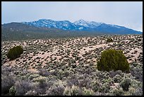 Trees, sagebrush, and snowy mountains. Basin And Range National Monument, Nevada, USA ( color)