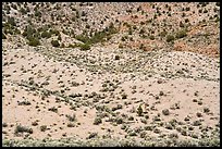 Slope with shurbs and trees. Basin And Range National Monument, Nevada, USA ( color)