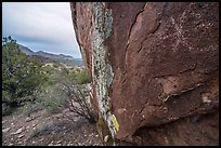 Boulder with rock art and Mt Irish range. Basin And Range National Monument, Nevada, USA ( color)