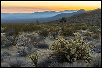 Desert sunset with cholla cactus. Gold Butte National Monument, Nevada, USA ( color)