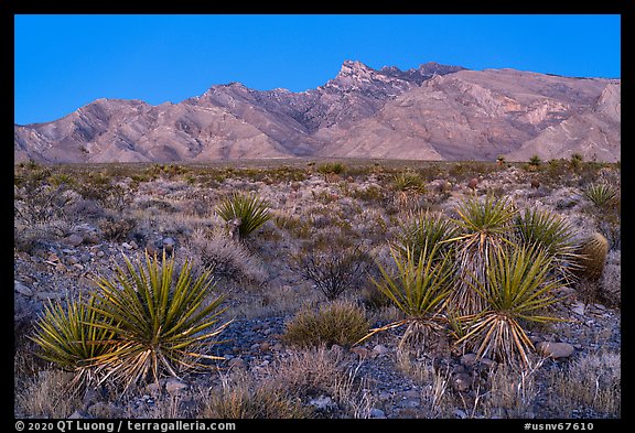 Yuccas and Virgin Mountains at dusk. Gold Butte National Monument, Nevada, USA (color)