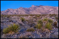 Yuccas and Virgin Mountains at dusk. Gold Butte National Monument, Nevada, USA ( color)
