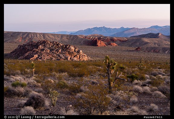 Joshua trees and Whitney Pocket. Gold Butte National Monument, Nevada, USA (color)