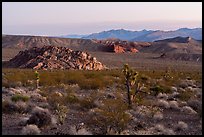 Joshua trees and Whitney Pocket. Gold Butte National Monument, Nevada, USA ( color)