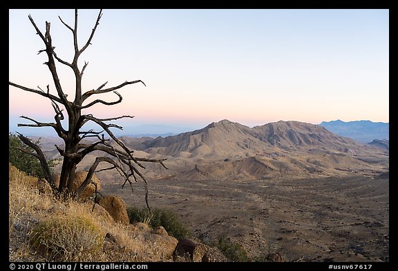 Tree skeleton and Tramp Ridge at dawn. Gold Butte National Monument, Nevada, USA (color)