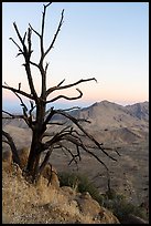 Tree skeleto on Gold Butte Peak at dawn. Gold Butte National Monument, Nevada, USA ( color)