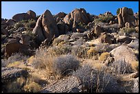 Ridge with boulders, early morning, Gold Butte Peak. Gold Butte National Monument, Nevada, USA ( color)