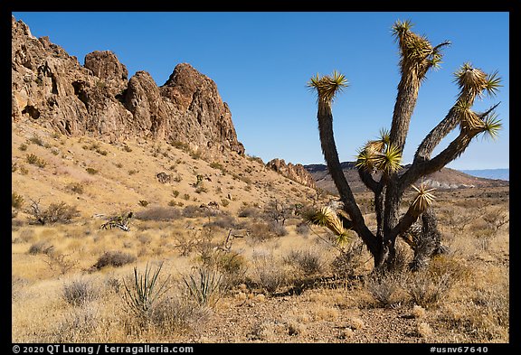 Joshua Tree and Tramp Ridge. Gold Butte National Monument, Nevada, USA (color)