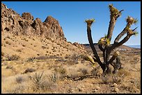 Joshua Tree and Tramp Ridge. Gold Butte National Monument, Nevada, USA ( color)