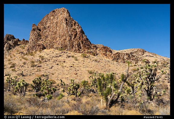 Joshua Trees and peak. Gold Butte National Monument, Nevada, USA (color)