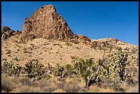 Joshua Trees and peak. Gold Butte National Monument, Nevada, USA ( color)