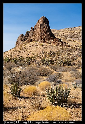 Desert vegetation and rock pinnacle. Gold Butte National Monument, Nevada, USA (color)