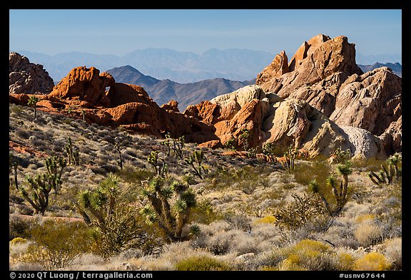 Joshua trees and sandstone rocks with distant opening, Whitney Pocket. Gold Butte National Monument, Nevada, USA (color)