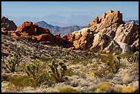 Joshua trees and sandstone rocks with distant opening, Whitney Pocket. Gold Butte National Monument, Nevada, USA ( color)