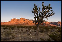 Joshua tree, Virgim Mountains, and moon at sunset. Gold Butte National Monument, Nevada, USA ( color)