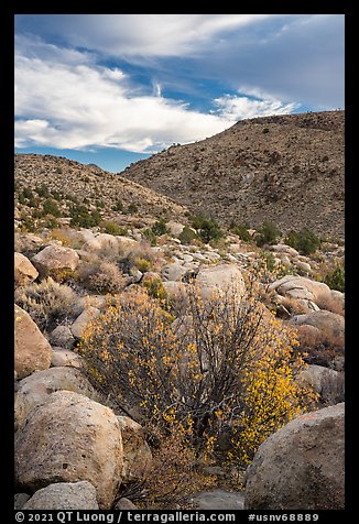 Valley with Boulders and shrubs in autumn foliage, Shooting Gallery. Basin And Range National Monument, Nevada, USA (color)