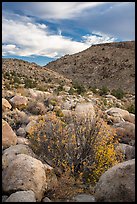 Valley with Boulders and shrubs in autumn foliage, Shooting Gallery. Basin And Range National Monument, Nevada, USA ( color)