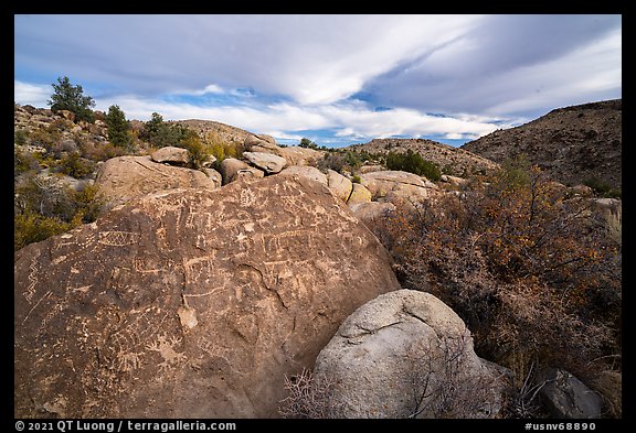 Boulder with densely packed petrogphys in valley, Shooting Gallery. Basin And Range National Monument, Nevada, USA (color)