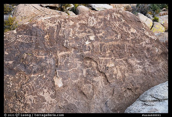 Densely packed petroglyph panel, Shooting Gallery. Basin And Range National Monument, Nevada, USA (color)