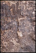 Close-up of petroglyphs, Shooting Gallery. Basin And Range National Monument, Nevada, USA ( color)