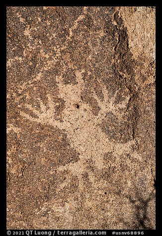 Close-up of horned lizard petroglyph, Shooting Gallery. Basin And Range National Monument, Nevada, USA (color)