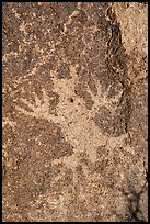 Close-up of horned lizard petroglyph, Shooting Gallery. Basin And Range National Monument, Nevada, USA ( color)