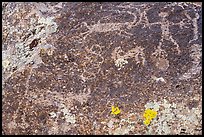 Close up of petroglyphs including mountain lion, Shooting Gallery. Basin And Range National Monument, Nevada, USA ( color)