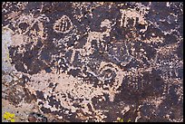 Close up of bighorn sheep petroglyphs, Shooting Gallery. Basin And Range National Monument, Nevada, USA ( color)