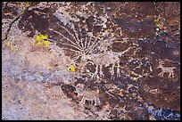 Starburst deer petroglyph panel, Shooting Gallery. Basin And Range National Monument, Nevada, USA ( color)