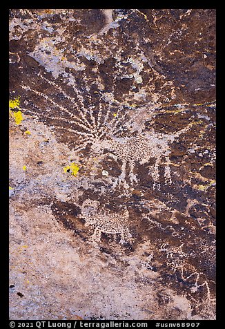 Close up of Starburst deer petroglyph. Basin And Range National Monument, Nevada, USA (color)