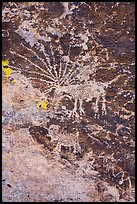 Close up of Starburst deer petroglyph. Basin And Range National Monument, Nevada, USA ( color)