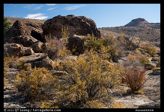 Shurbs in autum and rock with Starburst deer panel. Basin And Range National Monument, Nevada, USA (color)