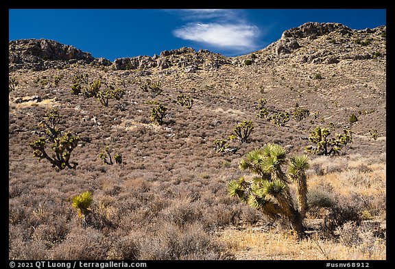 Yuccas near Badger Mountain. Basin And Range National Monument, Nevada, USA (color)