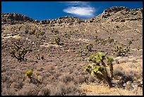 Yuccas near Badger Mountain. Basin And Range National Monument, Nevada, USA ( color)