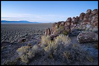 Blooms and volcanic ash boulders, Garden Valley. Basin And Range National Monument, Nevada, USA ( color)