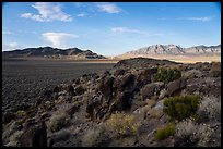 Blooms, ash boulders, and Worthington Mountains. Basin And Range National Monument, Nevada, USA ( color)