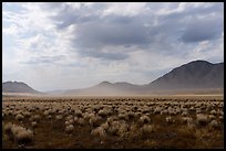 Clearing storm, Seaman Range. Basin And Range National Monument, Nevada, USA ( color)