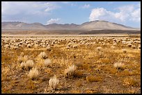 Sparse sagebrush and mountains, Seaman Range. Basin And Range National Monument, Nevada, USA ( color)