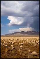 Clearing stom clouds over mountains, Seaman Range. Basin And Range National Monument, Nevada, USA ( color)