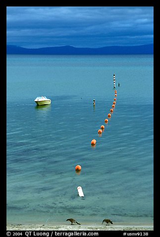 Two birds, buoy line and boat, South Lake Tahoe, California. USA