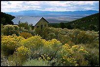 Sage in bloom and cabin, Snake Range. Nevada, USA (color)