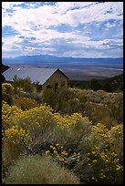 Sage in bloom and cabin, Snake Range. Nevada, USA (color)