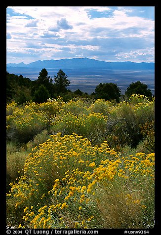 Sage in bloom, Snake Range. Nevada, USA (color)