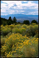 Sage in bloom, Snake Range. Nevada, USA ( color)