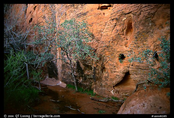 Hidden spring. Red Rock Canyon, Nevada, USA