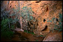 Hidden spring. Red Rock Canyon, Nevada, USA